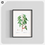 Wild cherry - Pierre Joseph Redouté Poster.