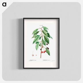 アートポスター-Wild cherry - ピエール ジョゼフ ルドゥーテ Poster.