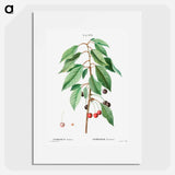 Wild cherry - Pierre Joseph Redouté Poster.