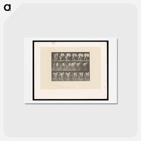 アートポストカード-Shoeing the Horse
 - エドワード マイブリッジ Postcard.