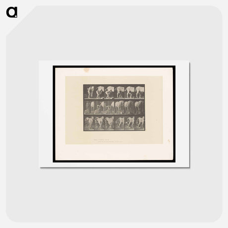 アートポストカード-Shoeing the Horse
 - エドワード マイブリッジ Postcard.