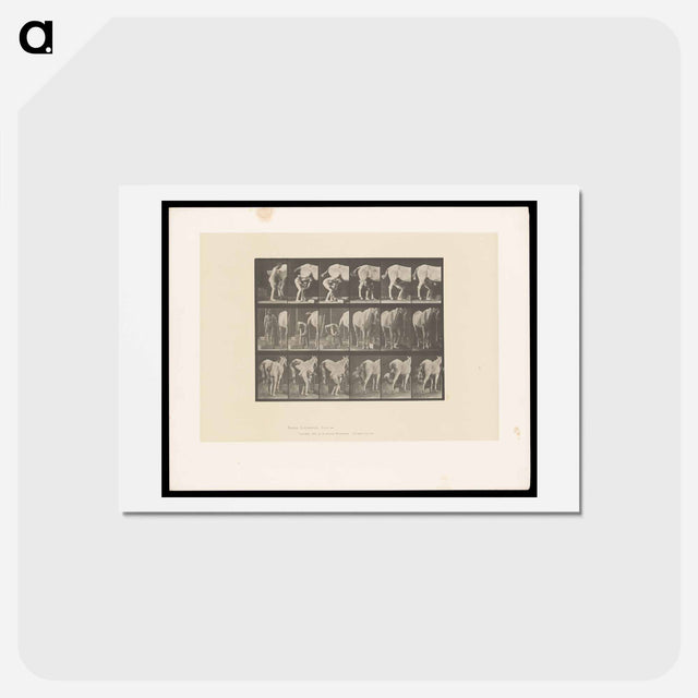 アートポストカード-Shoeing the Horse
 - エドワード マイブリッジ Postcard.