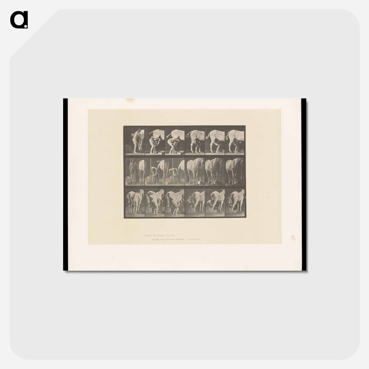 アートポストカード-Shoeing the Horse
 - エドワード マイブリッジ Postcard.