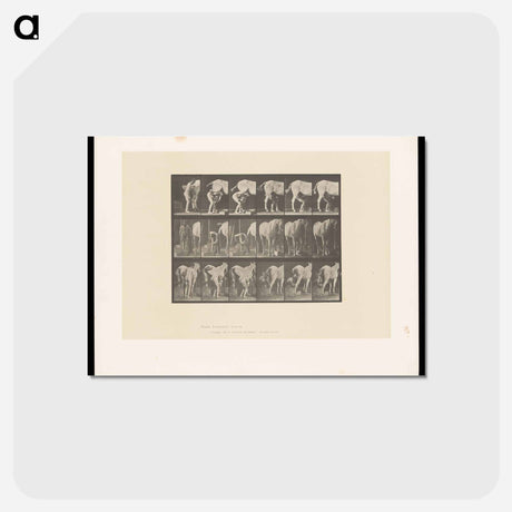 アートポストカード-Shoeing the Horse
 - エドワード マイブリッジ Postcard.