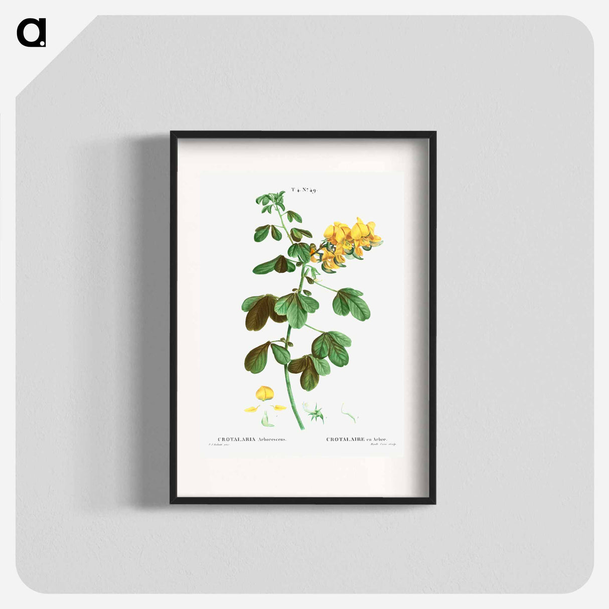 Rattlebox (Crotalaria arborescens) - Pierre-Joseph Redouté Poster.
