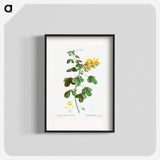 Rattlebox (Crotalaria arborescens) - Pierre-Joseph Redouté Poster.