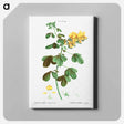 アートパネル-Rattlebox (Crotalaria arborescens) - ピエール ジョゼフ ルドゥーテ Canvas.
