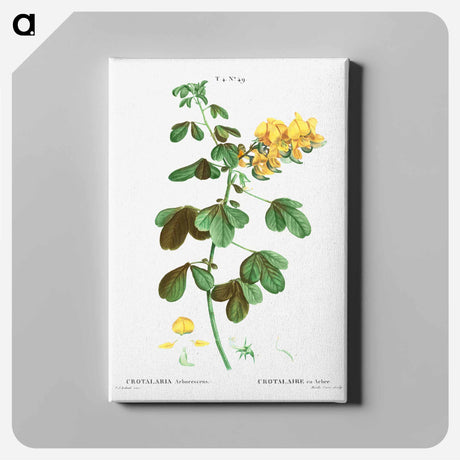 アートパネル-Rattlebox (Crotalaria arborescens) - ピエール ジョゼフ ルドゥーテ Canvas.