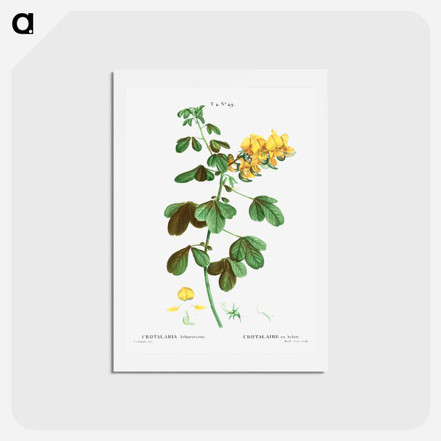 アートポストカード-Rattlebox (Crotalaria arborescens) - ピエール ジョゼフ ルドゥーテ Postcard.