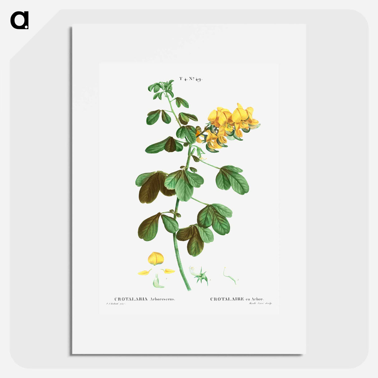 Rattlebox (Crotalaria arborescens) - ピエール ジョゼフ ルドゥーテ Poster.