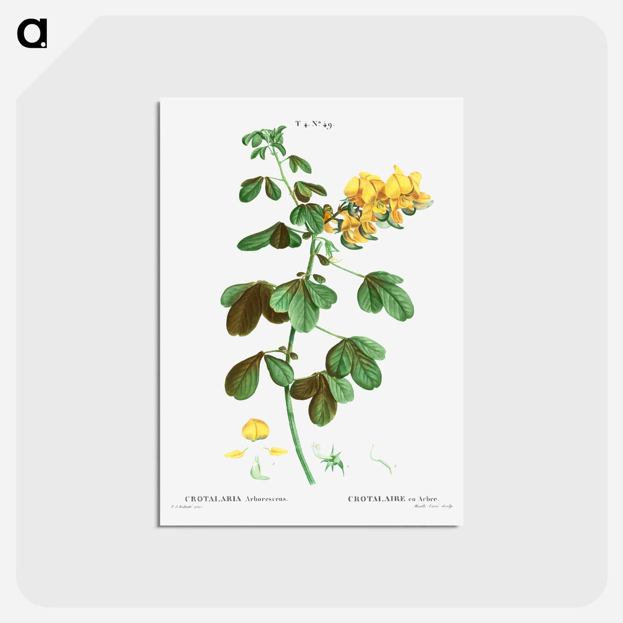 アートポストカード-Rattlebox (Crotalaria arborescens) - ピエール ジョゼフ ルドゥーテ Postcard.