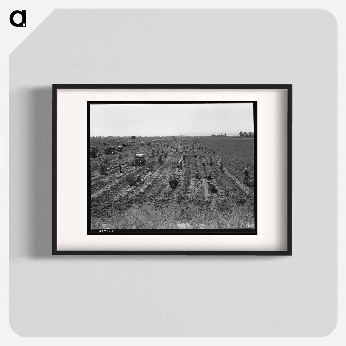 Near Meloland, Imperial Valley - Dorothea Lange Poster.