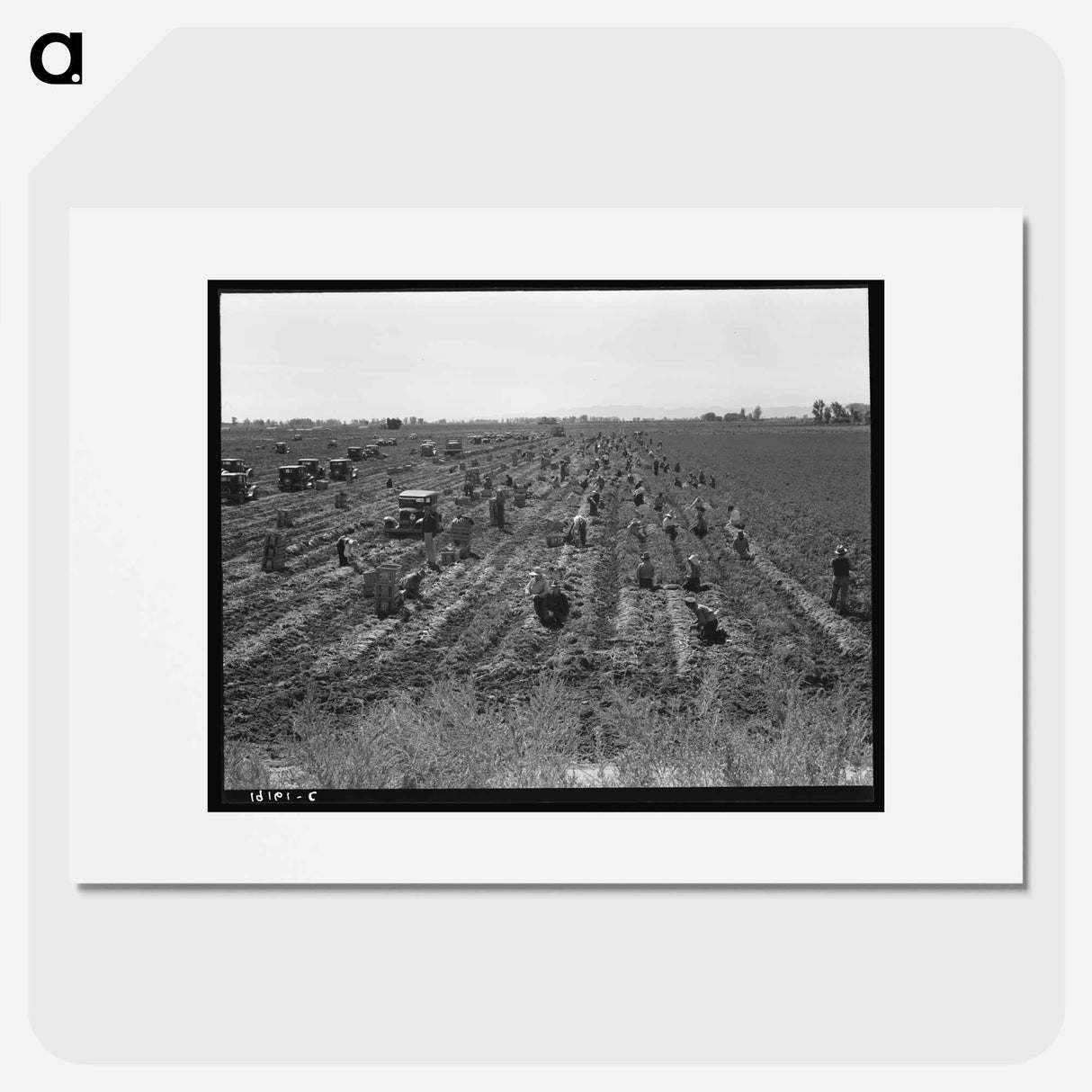 Near Meloland, Imperial Valley - Dorothea Lange Poster.