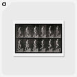 アートポストカード-Man Ascending Stairs
 - エドワード マイブリッジ Postcard.