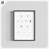 Seed growth - Pierre Joseph Redouté Poster.