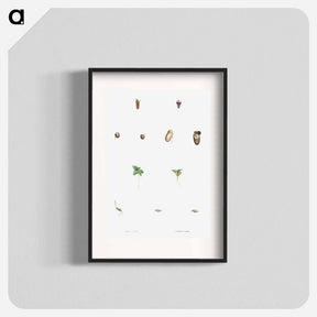アートポスター-Seed growth - ピエール ジョゼフ ルドゥーテ Poster.