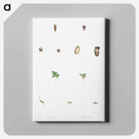 アートパネル-Seed growth - ピエール ジョゼフ ルドゥーテ Canvas.