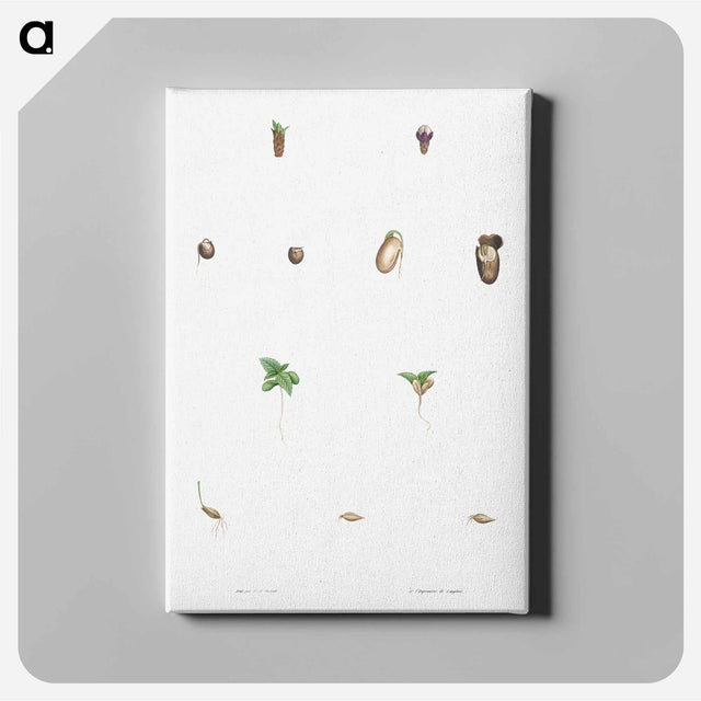 アートパネル-Seed growth - ピエール ジョゼフ ルドゥーテ Canvas.