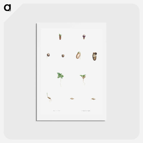 アートポストカード-Seed growth - ピエール ジョゼフ ルドゥーテ Postcard.