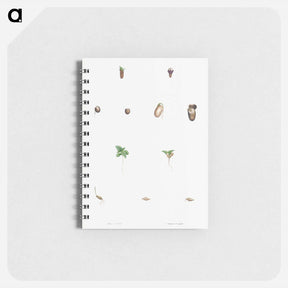 アートメモ帳-Seed growth - ピエール ジョゼフ ルドゥーテ Memo.