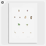 Seed growth - Pierre Joseph Redouté Poster.