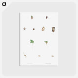 アートポストカード-Seed growth - ピエール ジョゼフ ルドゥーテ Postcard.