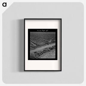 アートポスター-Celery Field, Malheur County
 - ラッセル リー Poster.