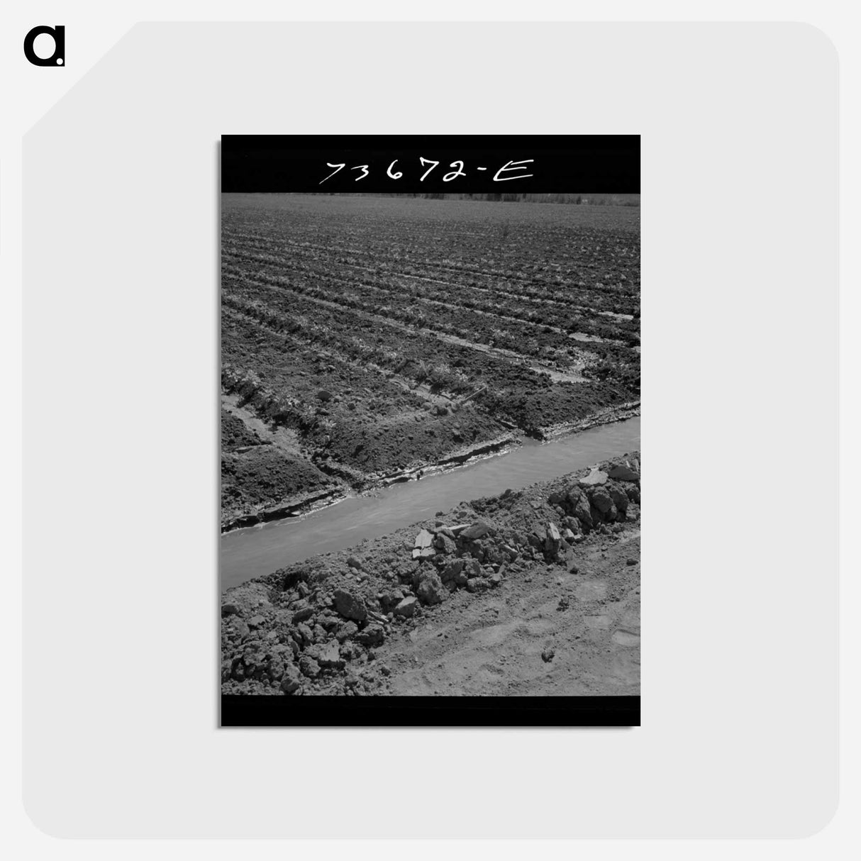 アートポストカード-Celery Field, Malheur County
 - ラッセル リー Postcard.