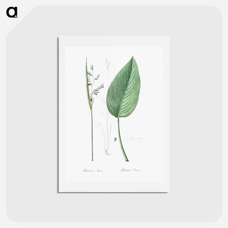 アートポストカード-Powdery alligator-flag illustration - ピエール ジョゼフ ルドゥーテ Postcard.