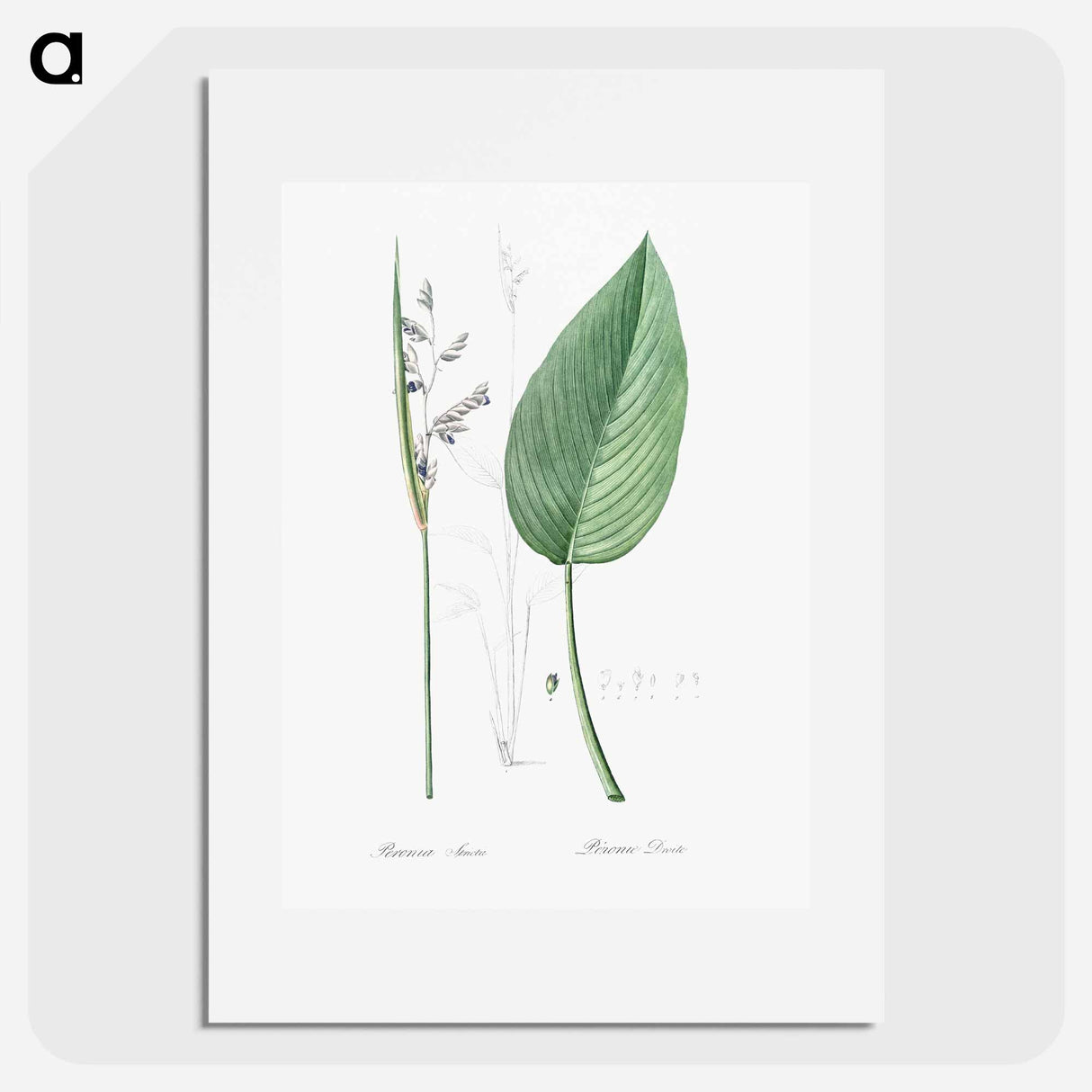 Powdery alligator-flag illustration - Pierre Joseph Redouté Poster.