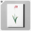 アートパネル-Corn lily illustration - ピエール ジョゼフ ルドゥーテ Canvas.