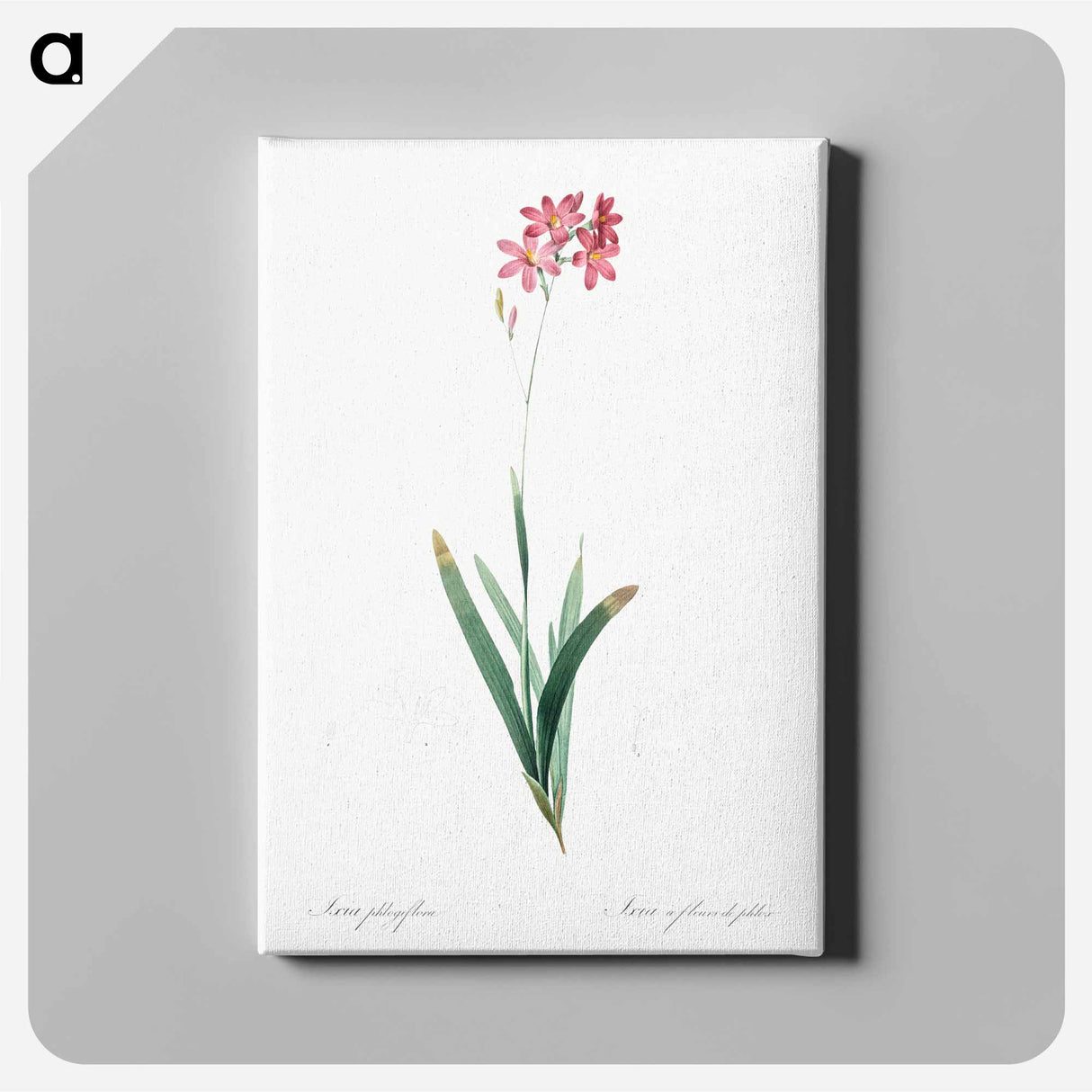 アートパネル-Corn lily illustration - ピエール ジョゼフ ルドゥーテ Canvas.