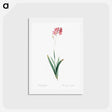 アートポストカード-Corn lily illustration - ピエール ジョゼフ ルドゥーテ Postcard.