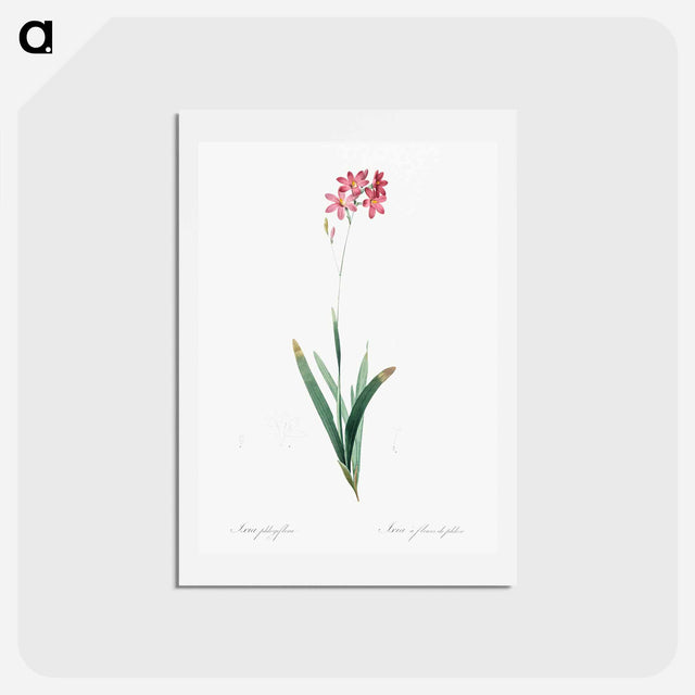 アートポストカード-Corn lily illustration - ピエール ジョゼフ ルドゥーテ Postcard.