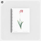 Corn lily illustration - ピエール ジョゼフ ルドゥーテ Memo.