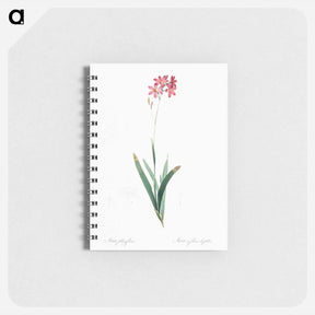 アートメモ帳-Corn lily illustration - ピエール ジョゼフ ルドゥーテ Memo.