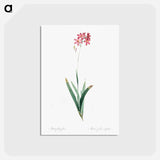 アートポストカード-Corn lily illustration - ピエール ジョゼフ ルドゥーテ Postcard.
