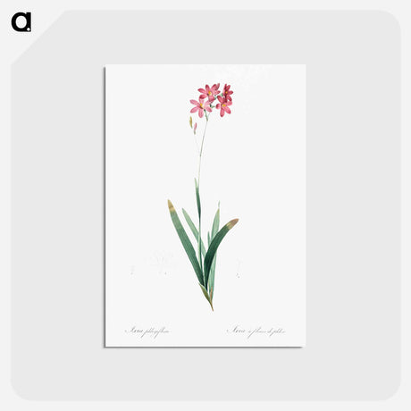 アートポストカード-Corn lily illustration - ピエール ジョゼフ ルドゥーテ Postcard.