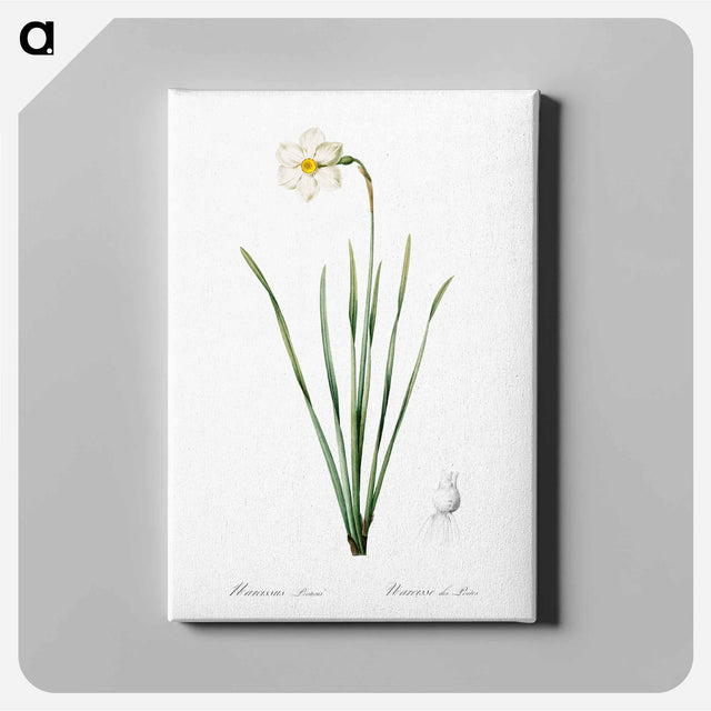 アートパネル-Narcissus poeticus illustration - ピエール ジョゼフ ルドゥーテ Canvas.