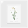 アートポストカード-Narcissus poeticus illustration - ピエール ジョゼフ ルドゥーテ Postcard.