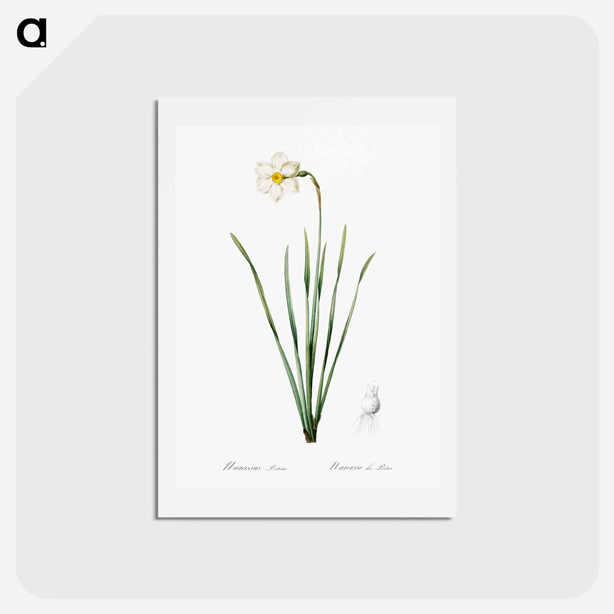 アートポストカード-Narcissus poeticus illustration - ピエール ジョゼフ ルドゥーテ Postcard.