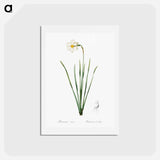 アートポストカード-Narcissus poeticus illustration - ピエール ジョゼフ ルドゥーテ Postcard.