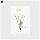 アートポストカード-Narcissus poeticus illustration - ピエール ジョゼフ ルドゥーテ Postcard.