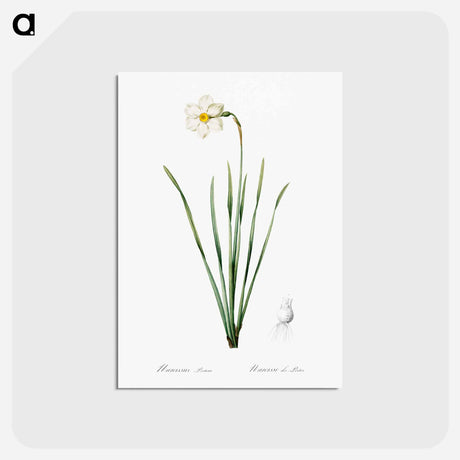 アートポストカード-Narcissus poeticus illustration - ピエール ジョゼフ ルドゥーテ Postcard.
