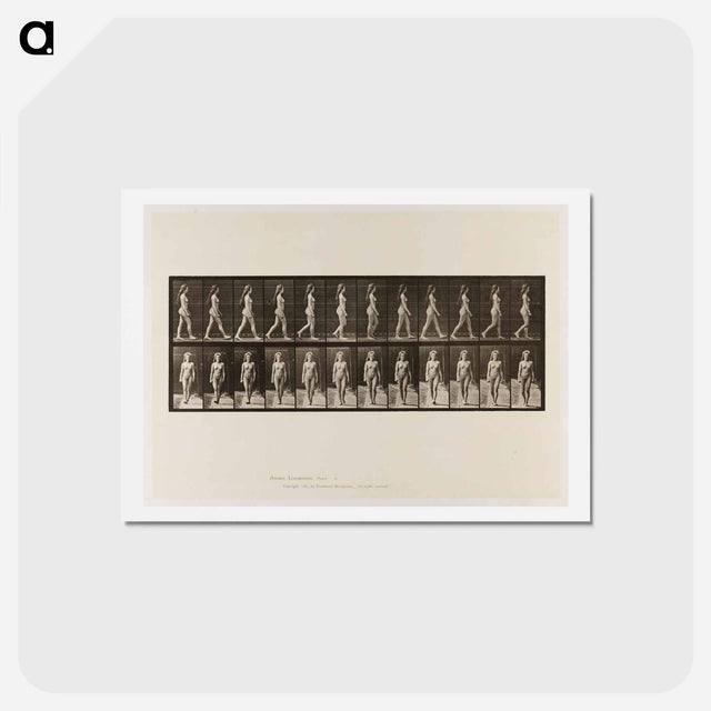 アートポストカード-Naked Woman Walking
 - エドワード マイブリッジ Postcard.