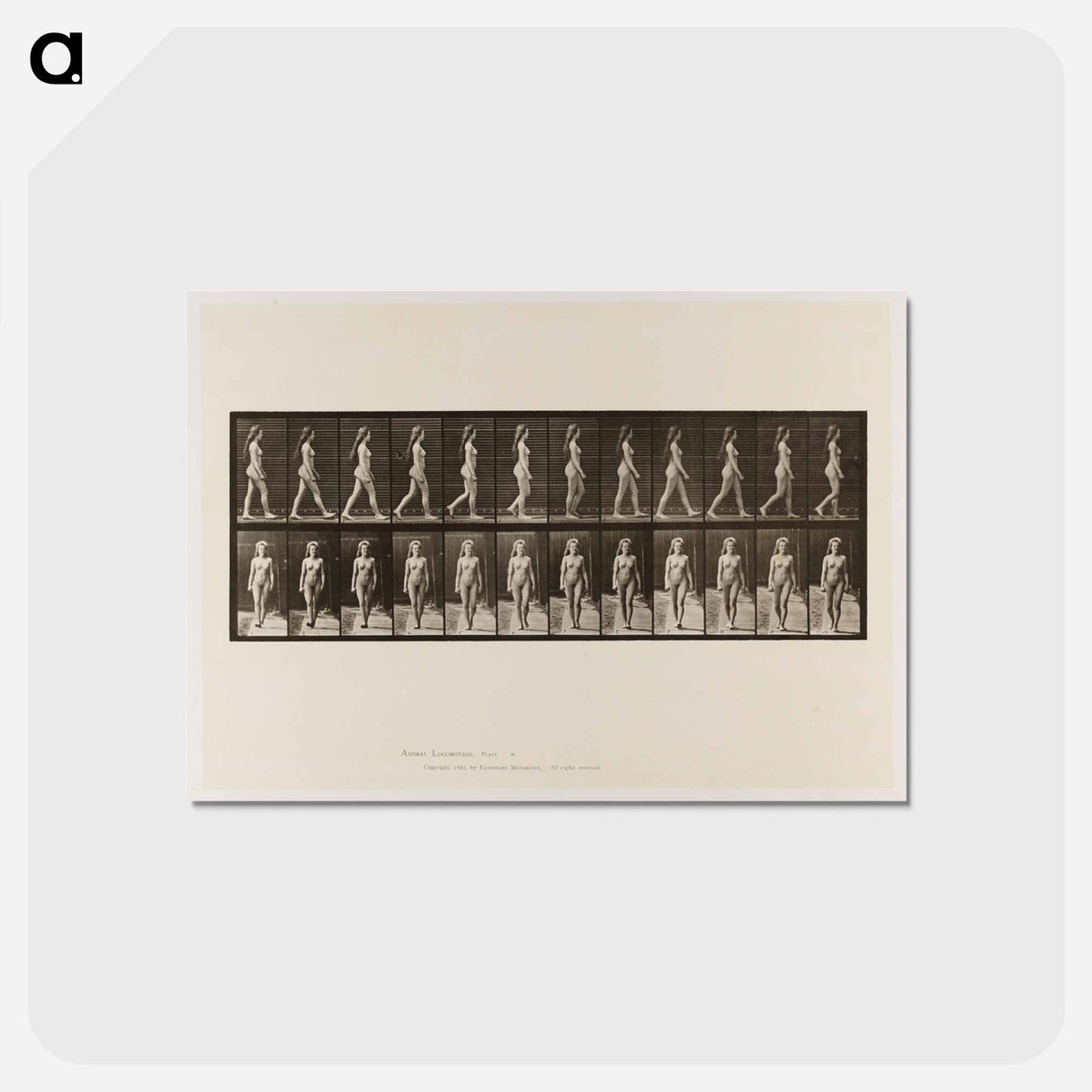 アートポストカード-Naked Woman Walking
 - エドワード マイブリッジ Postcard.