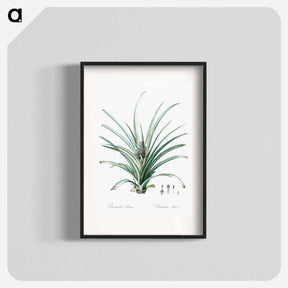 アートポスター-Pineapple illustration - ピエール ジョゼフ ルドゥーテ Poster.