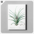 アートパネル-Pineapple illustration - ピエール ジョゼフ ルドゥーテ Canvas.