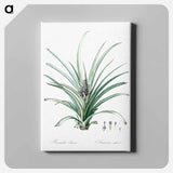 アートパネル-Pineapple illustration - ピエール ジョゼフ ルドゥーテ Canvas.