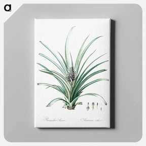 アートパネル-Pineapple illustration - ピエール ジョゼフ ルドゥーテ Canvas.